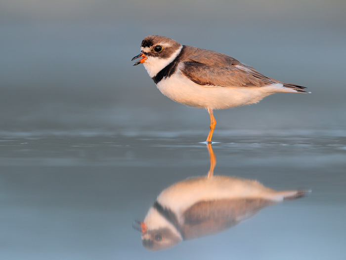Semipalmated Plover