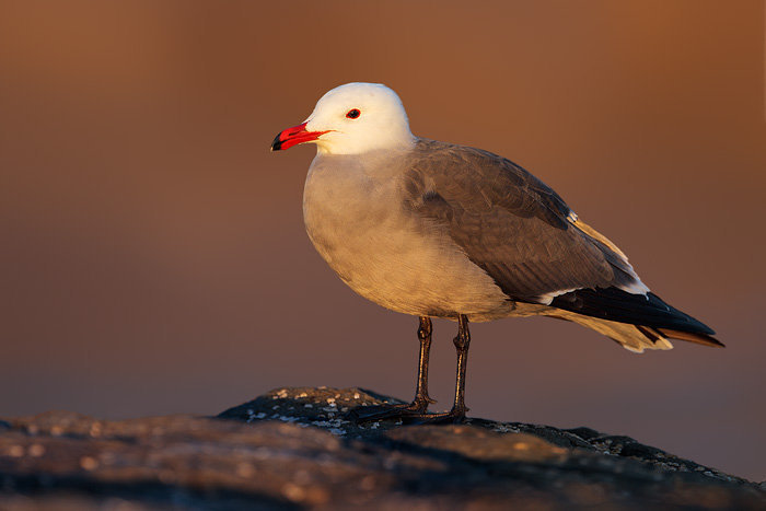 Heermann's Gull