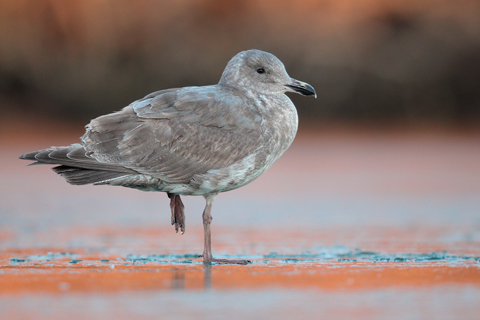 Glaucous-winged Gull X Western Gull (Olympic Gull)