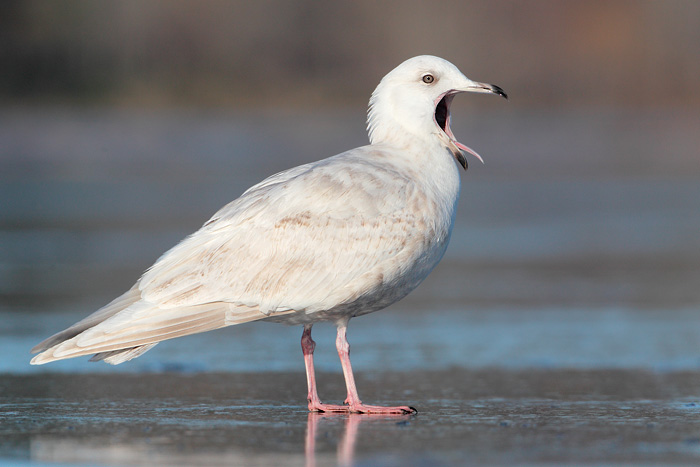 Iceland Gull