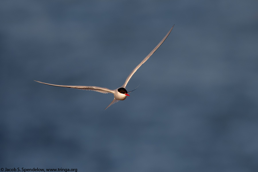 Arctic Tern