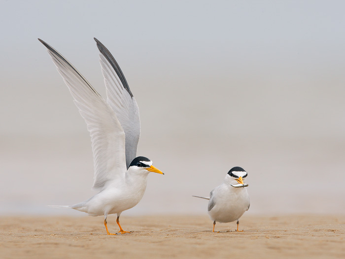 Least Tern