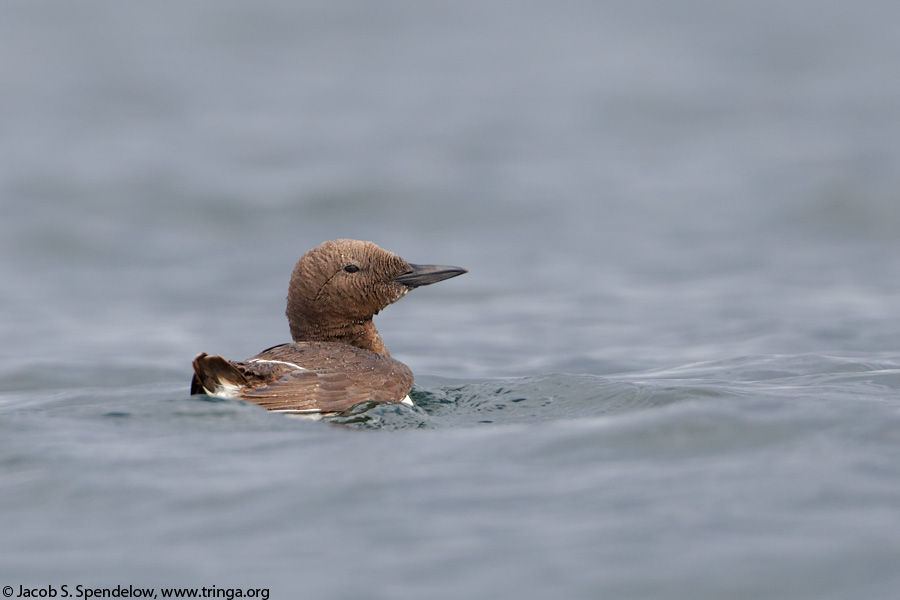 Common Murre