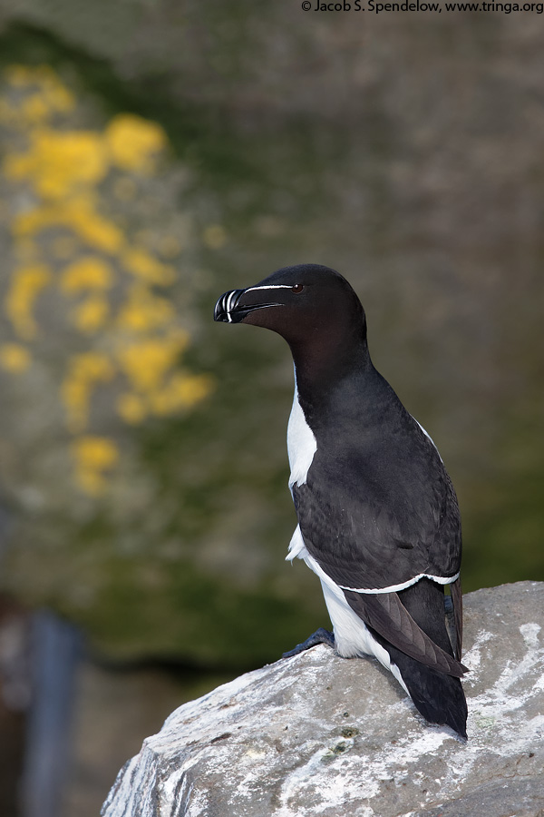 Razorbill