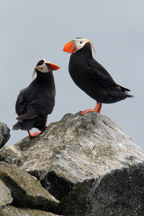Tufted Puffin