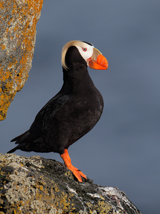 Tufted Puffin