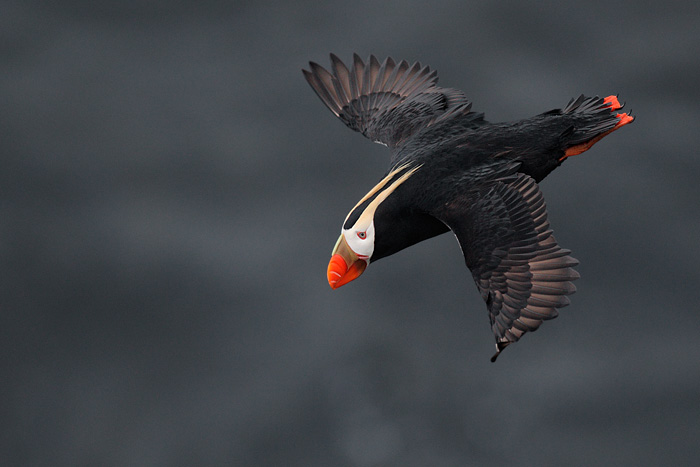Tufted Puffin