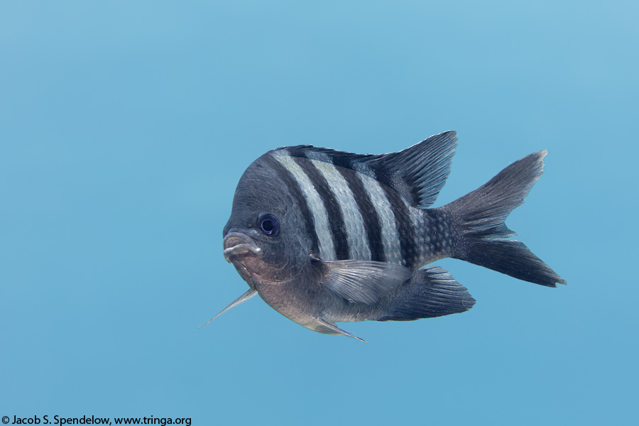 Indo-Pacific Sergeant