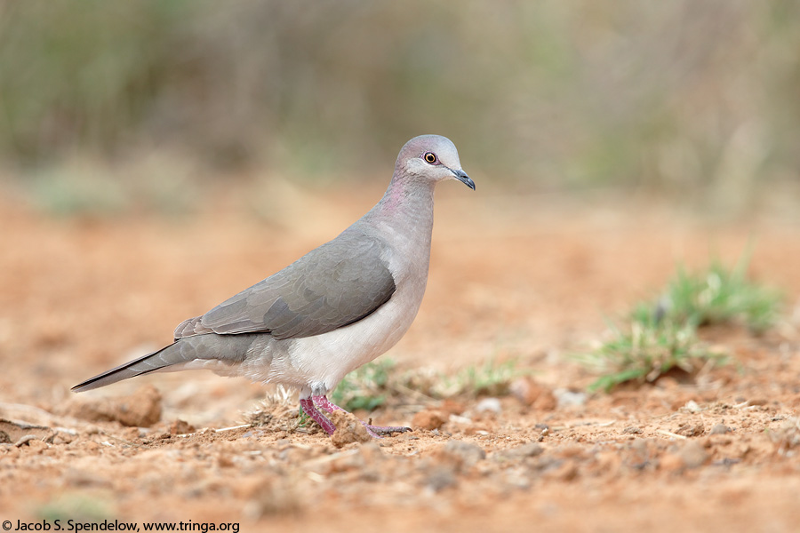 White-tipped Dove