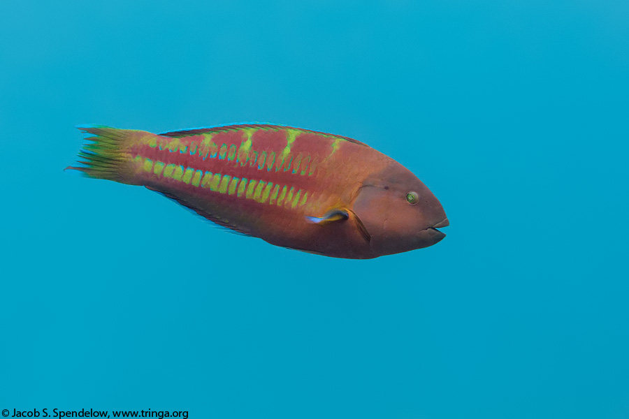 Christmas Wrasse