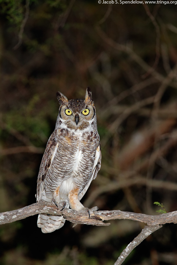 Great Horned Owl