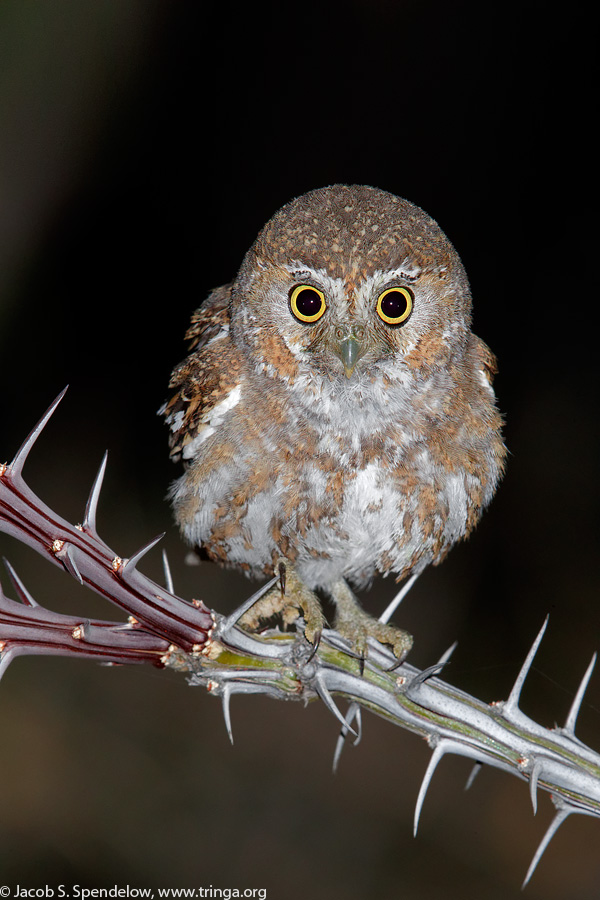Elf Owl