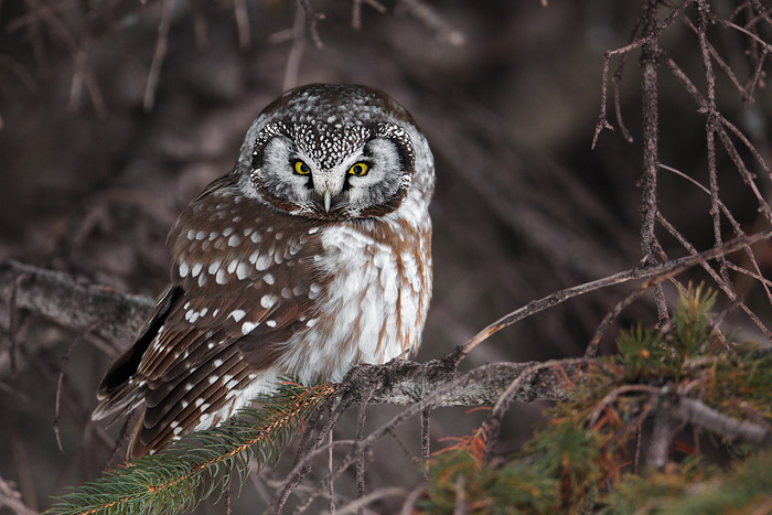 Boreal Owl