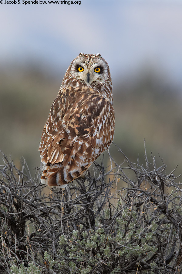 Short-eared Owl