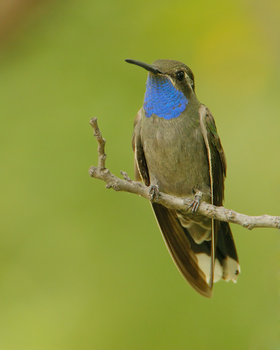 Blue-throated Hummingbird