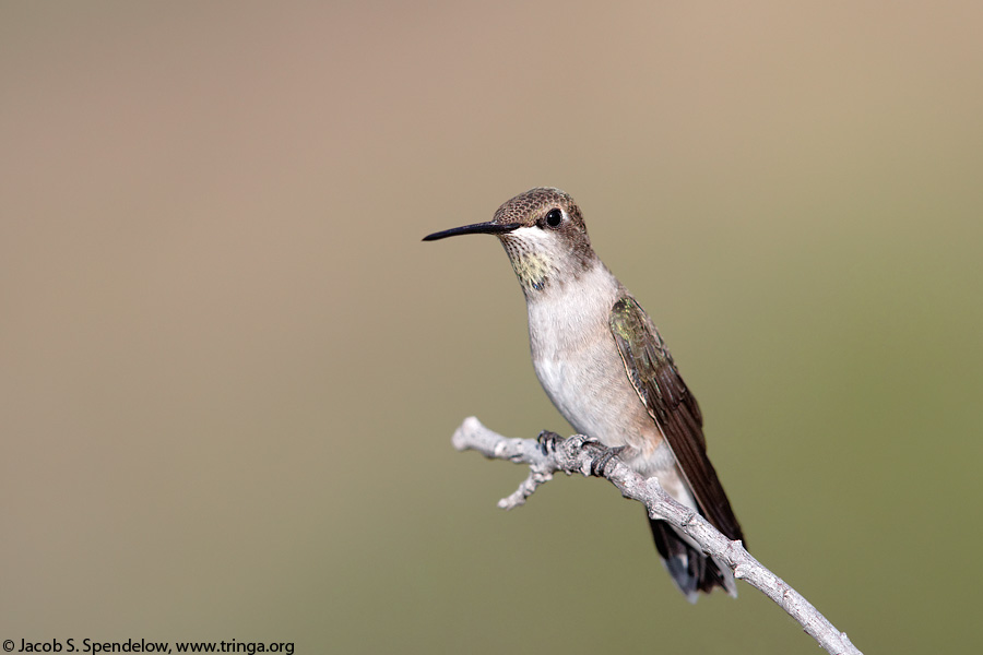 Black-chinned Hummingbird