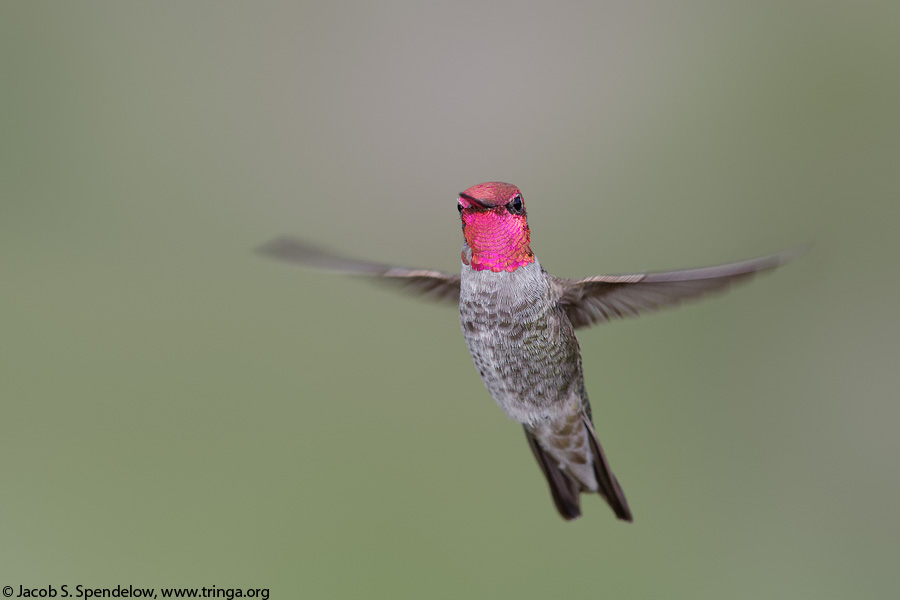 Anna's Hummingbird