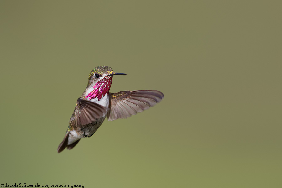 Calliope Hummingbird