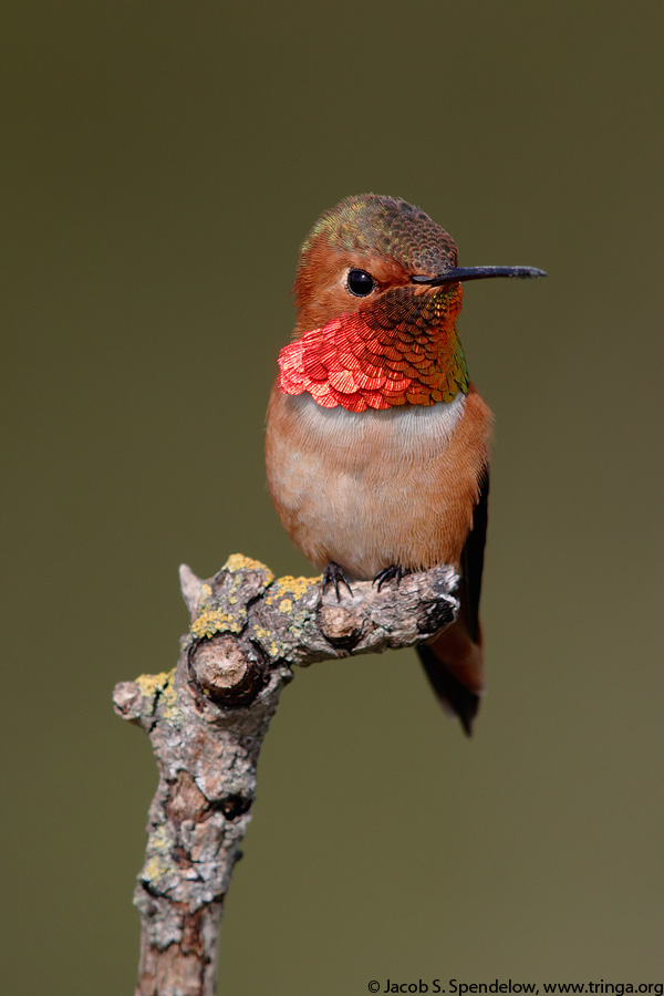 Allen's Hummingbird