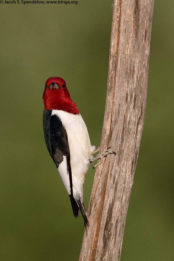 Red-headed Woodpecker