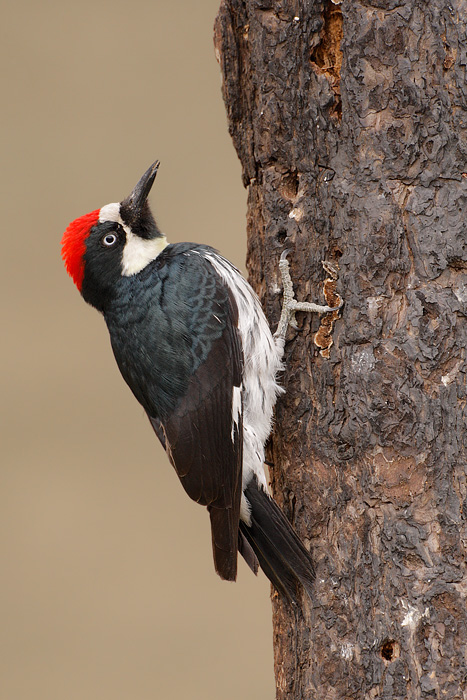 Acorn Woodpecker