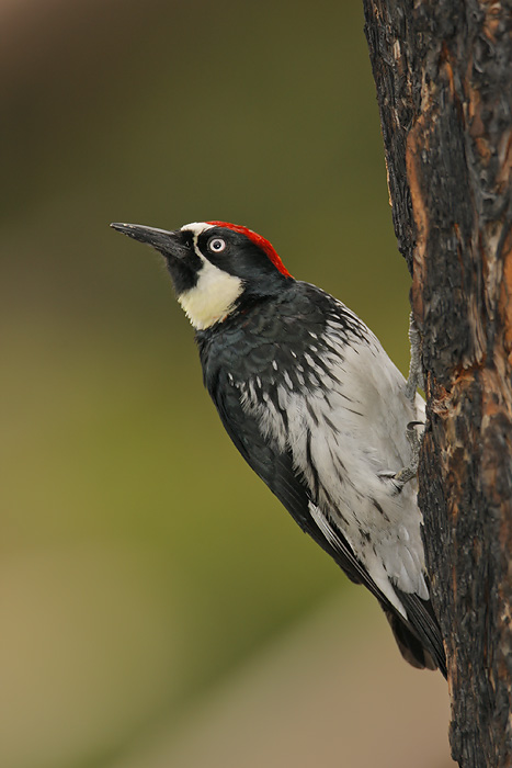 Acorn Woodpecker