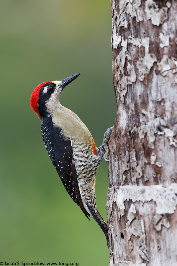 Black-cheeked Woodpecker