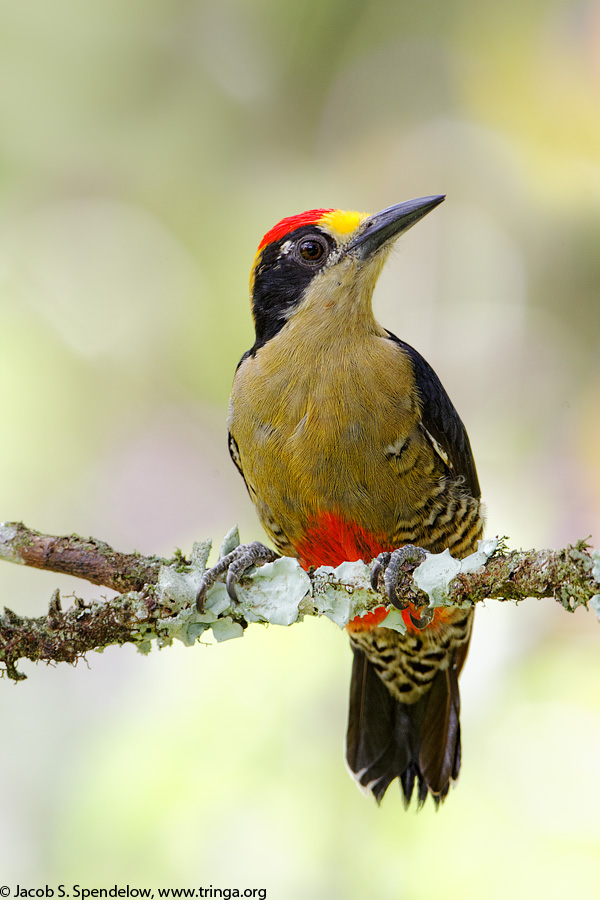 Golden-naped Woodpecker