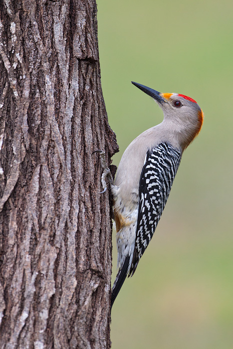Golden-fronted Woodpecker