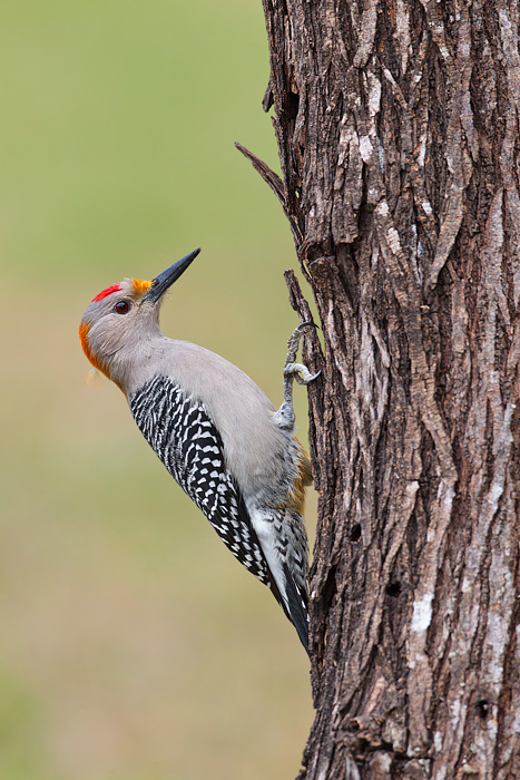 Golden-fronted Woodpecker