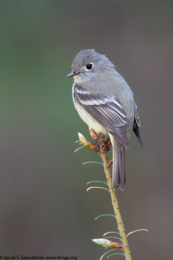 Hammond's Flycatcher