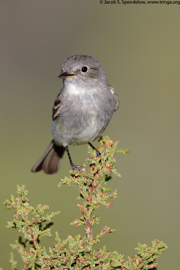 Gray Flycatcher
