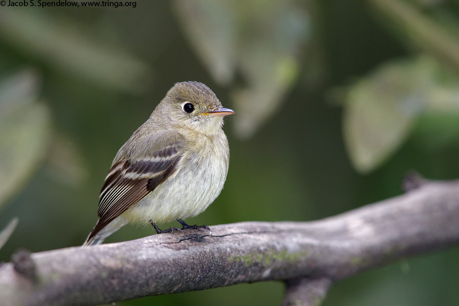 Pacific-slope Flycatcher
