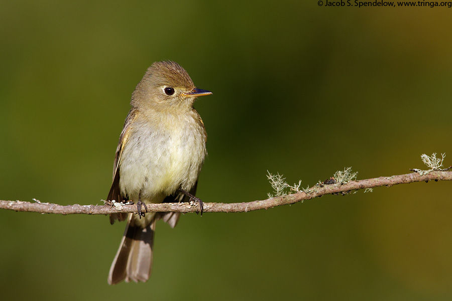 Pacific-slope Flycatcher