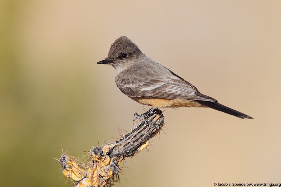 Say's Phoebe