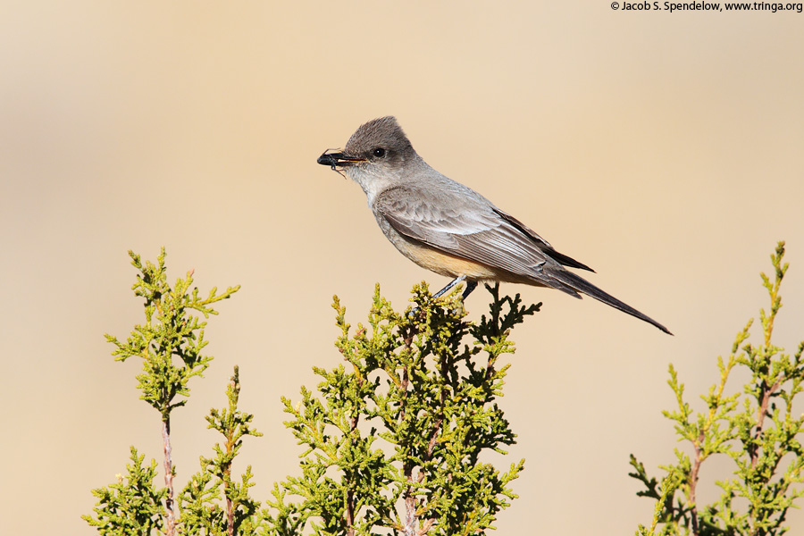 Say's Phoebe