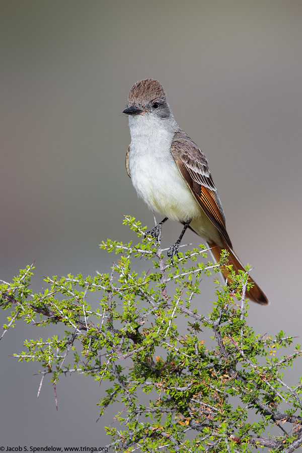 Ash-throated Flycatcher