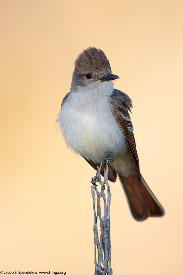 Ash-throated Flycatcher