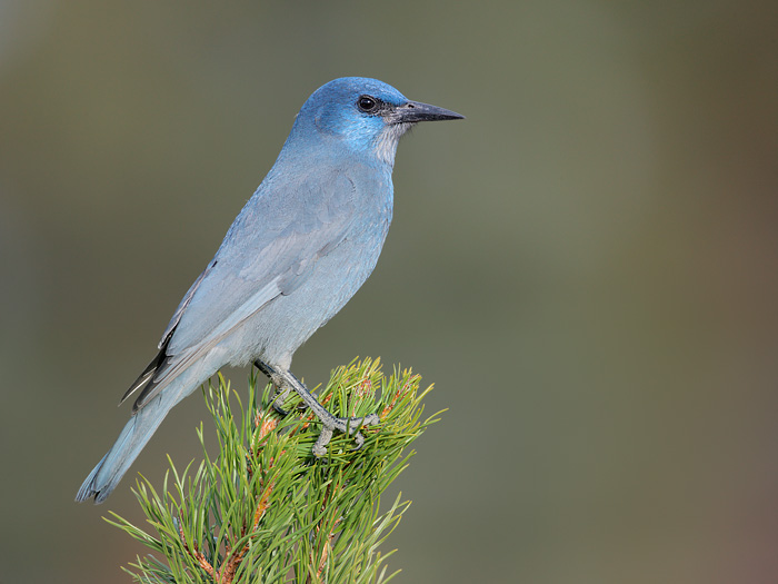 Pinyon Jay