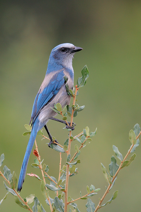 Florida Scrub-Jay