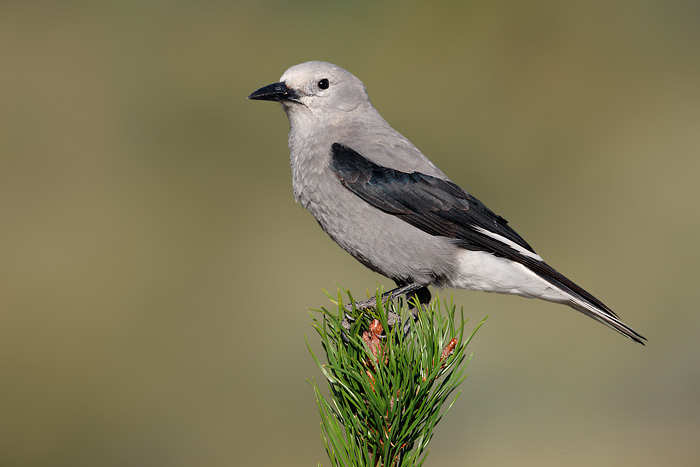 Clark's Nutcracker