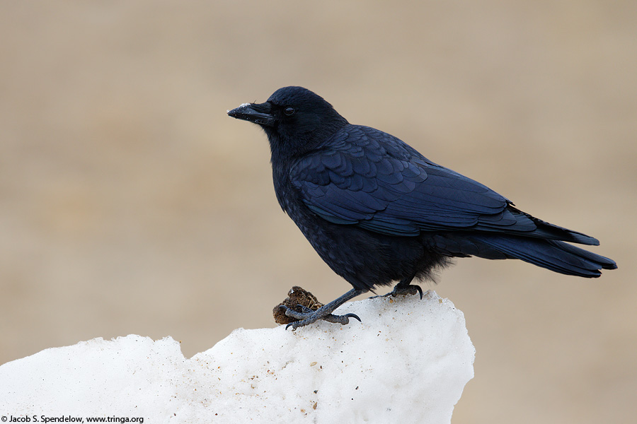 American Crow