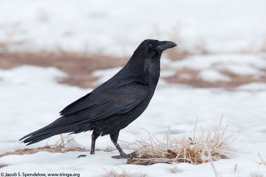 Common Raven