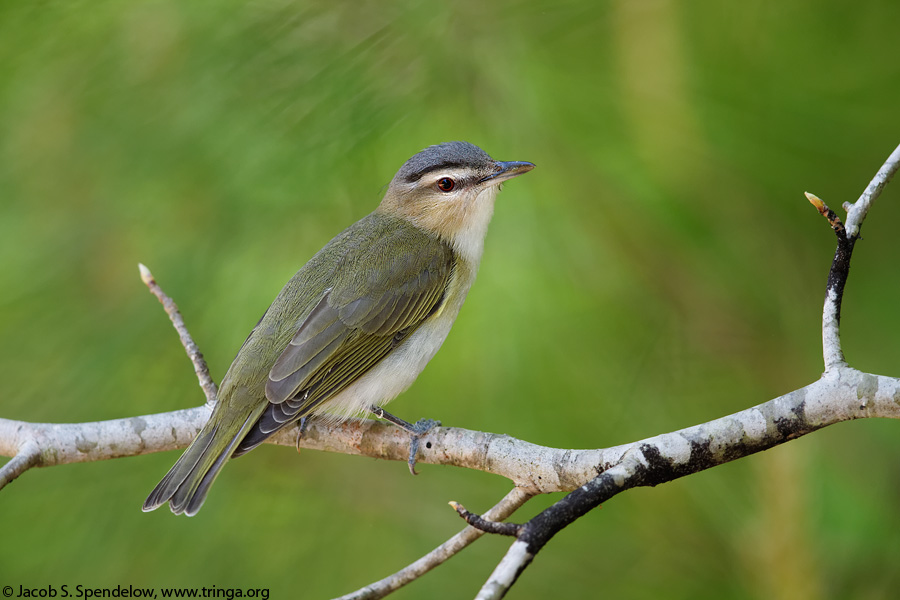 Red-eyed Vireo