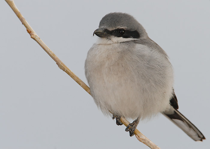 Loggerhead Shrike