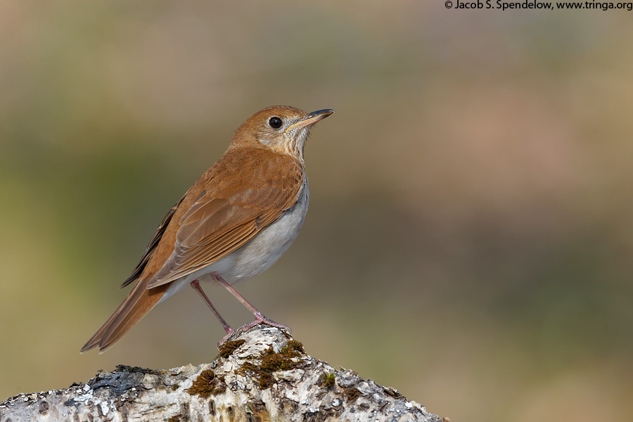 Veery