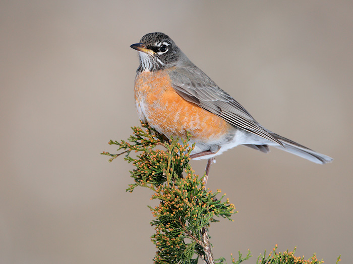 American Robin