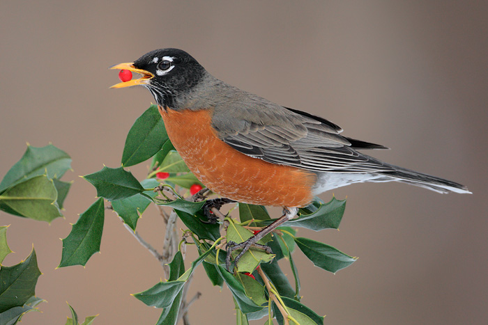 American Robin