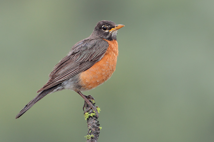American Robin