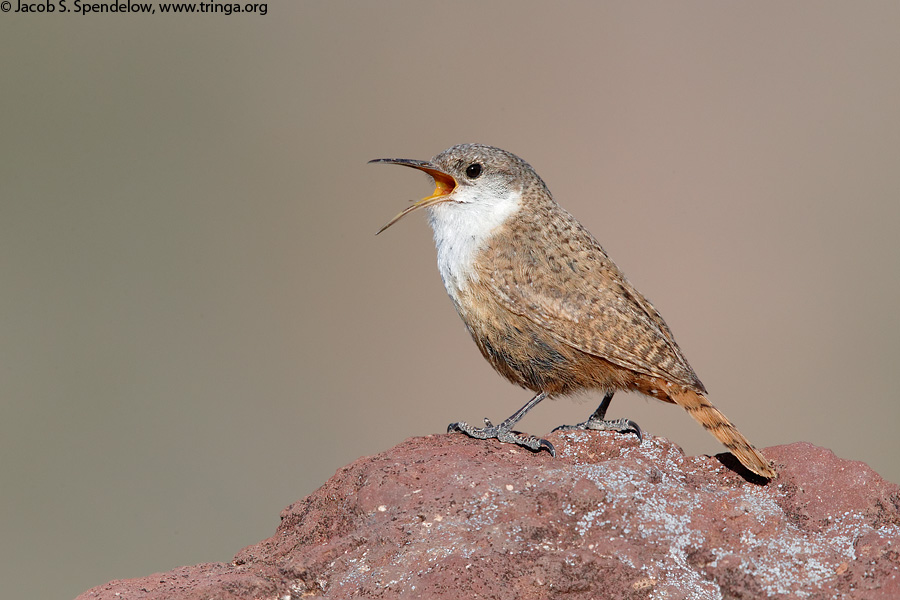 Canyon Wren
